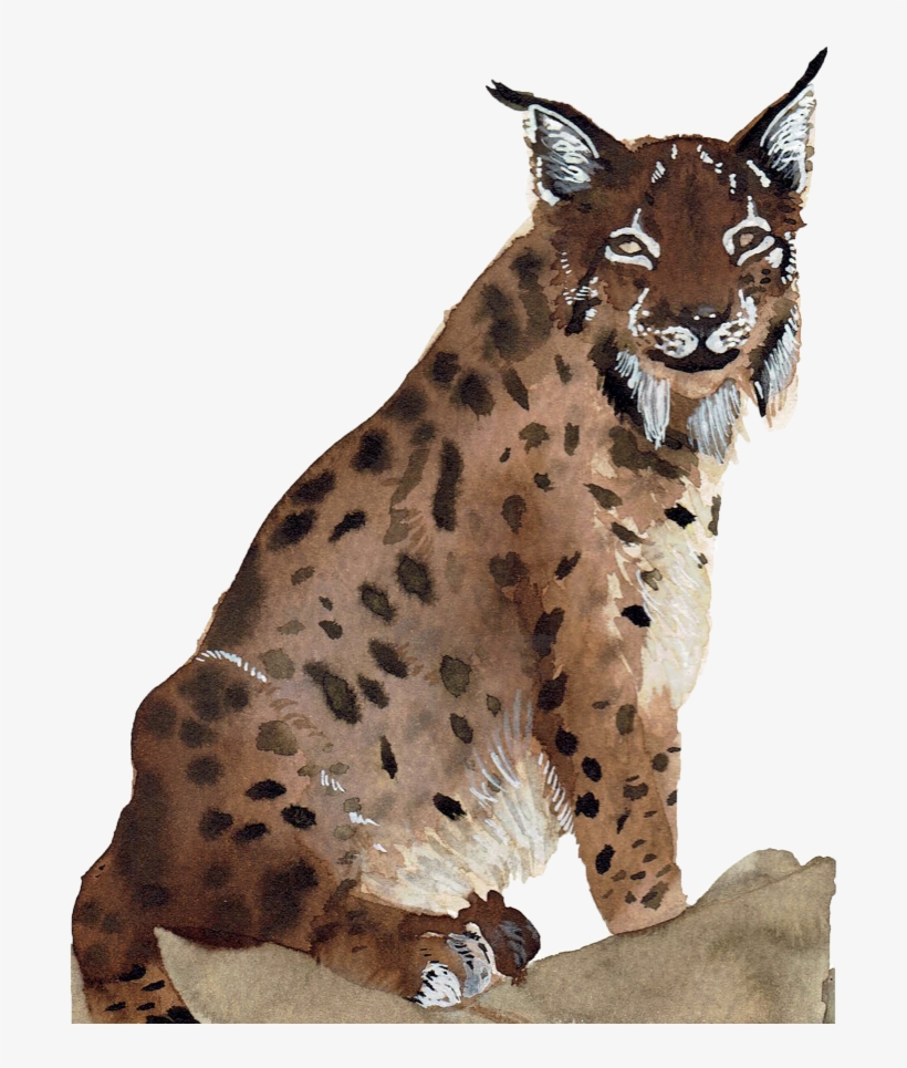 Com/wp - Lynxes, transparent png download