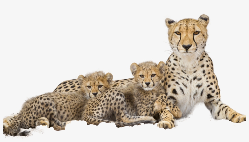 Cheetah - Baby Cheetahs Monarto, transparent png download