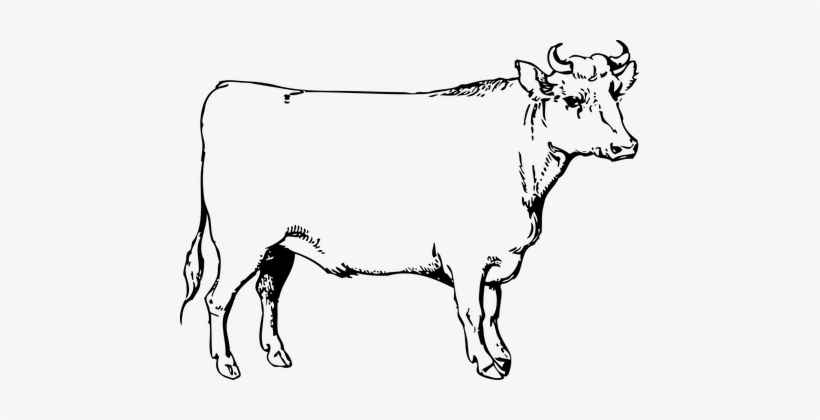 Cow, Bull, Cattle, Beef, Animal Longhorn Cattle, Baby - Ox Clip Art, transparent png download