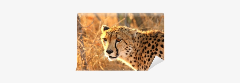 Cheetah, transparent png download