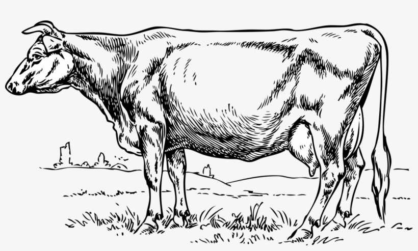 Jersey Cattle Beef Cattle Baka Dairy Cattle Drawing - Cow Clip Art, transparent png download