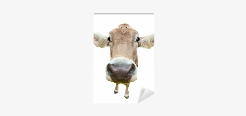 Funny Cow Head Isolated On White Background Wall Mural - Cows Calendar - Calendars 2016 - 2017 Wall Calendars, transparent png download
