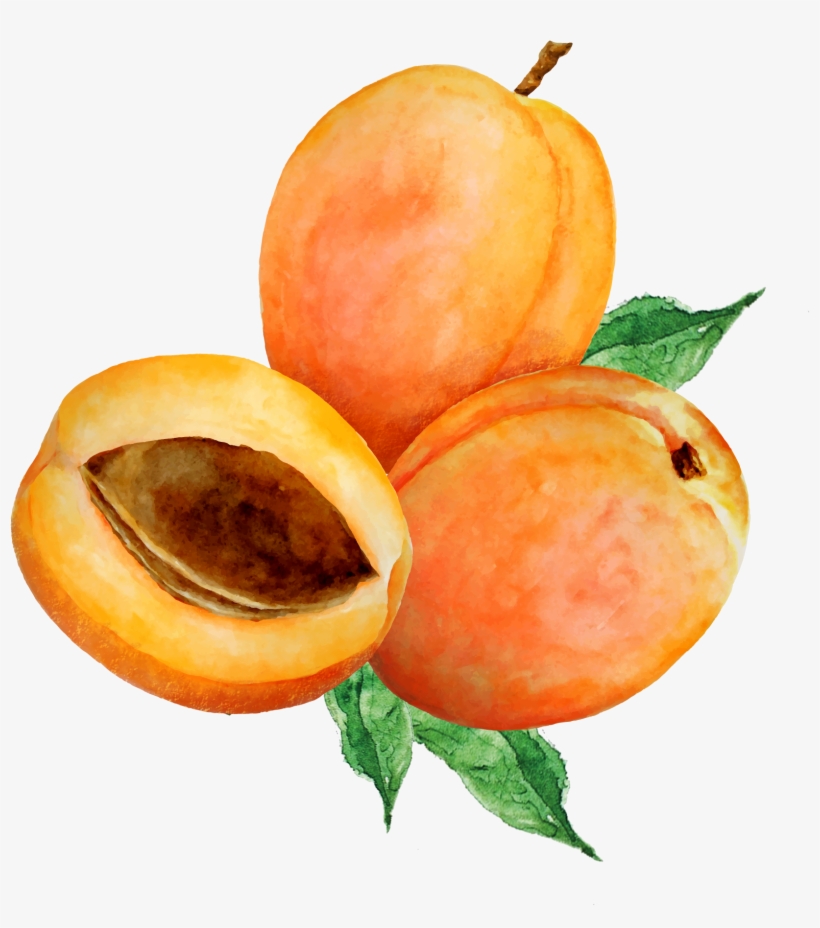 Product Composition - Hollandia Bio Selský Jogurt Meruňky S Kulturou Bifi, transparent png download