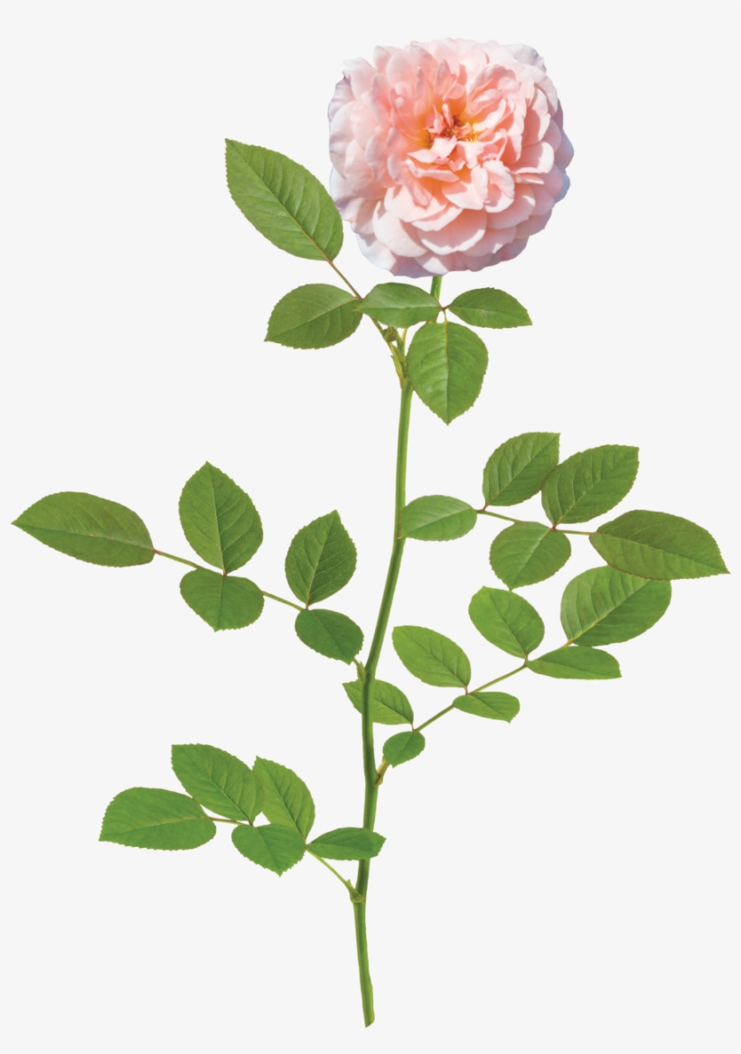 Apricot Drift Branch - Apricot Drift Rose, transparent png download