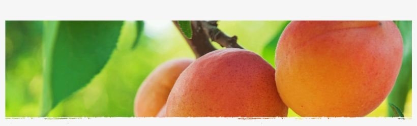 Cad Web Apricot 1800×600 - Shanting District, transparent png download