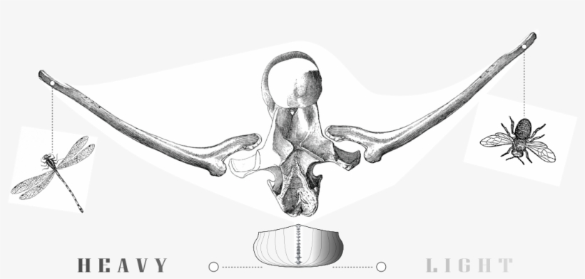 Canoe Weight Calculator - Skull, transparent png download