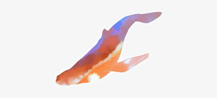 Marine Mammal, transparent png download