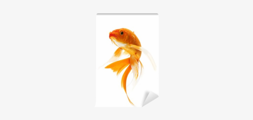 Koi Carp, transparent png download