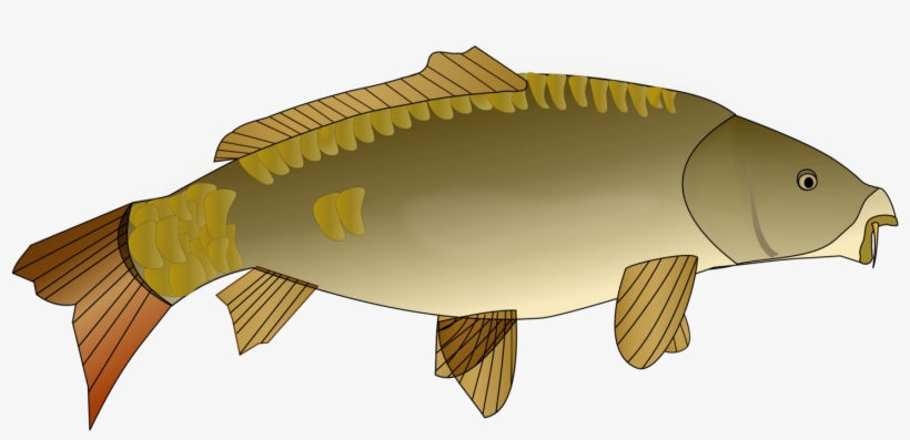 Goldfish Koi Carp Fishing Actinopterygii - Carp Clipart Png, transparent png download