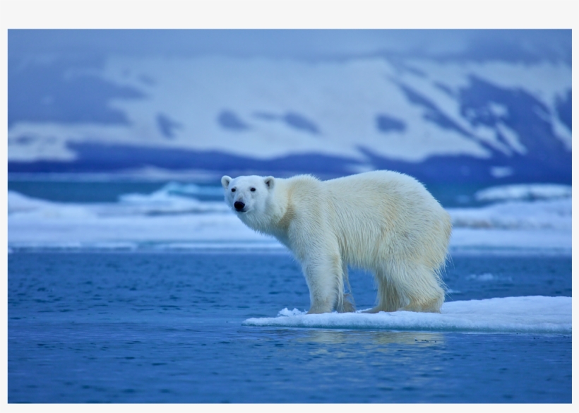 Polar Bear - Anm045 - Global Warming Nature Best, transparent png download