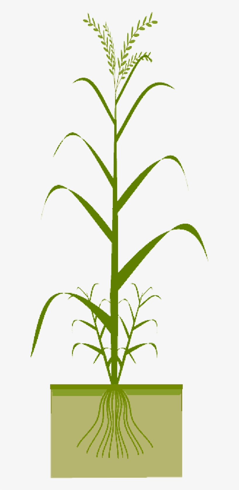 Free Pictures Images Found Barley Spelt Grain - Cereal, transparent png download