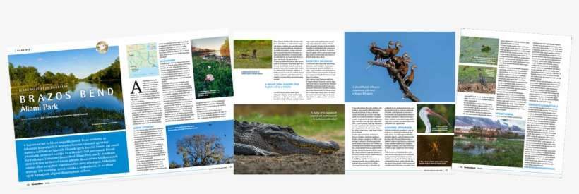 Article About Brazos Bend In Természetbúvár - American Crocodile, transparent png download