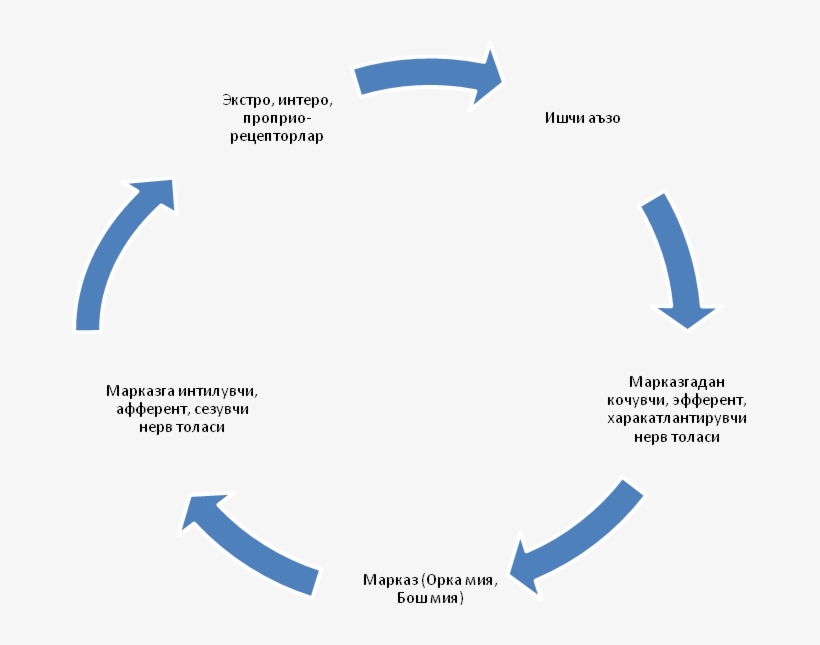 Shartsiz Reflekslar-tutma Reflekslar Bo'lib, Bola Tutilganda - Effect Of Stigma, transparent png download