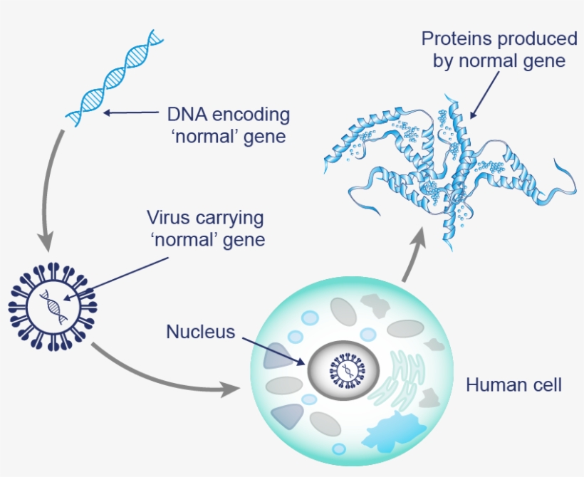 Despite The Viruses Being Specifically 'programmed' - Gene Therapy, transparent png download