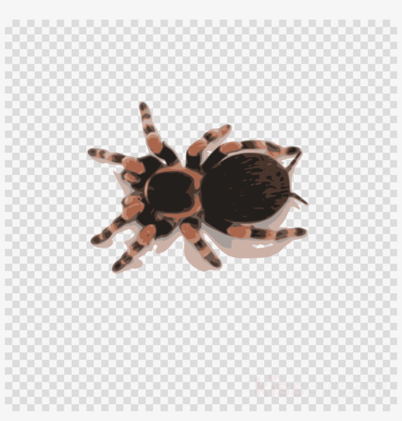 Mexican Red Knee Tarantula Clipart Spider Tarantula - Lost Tarantula, transparent png download