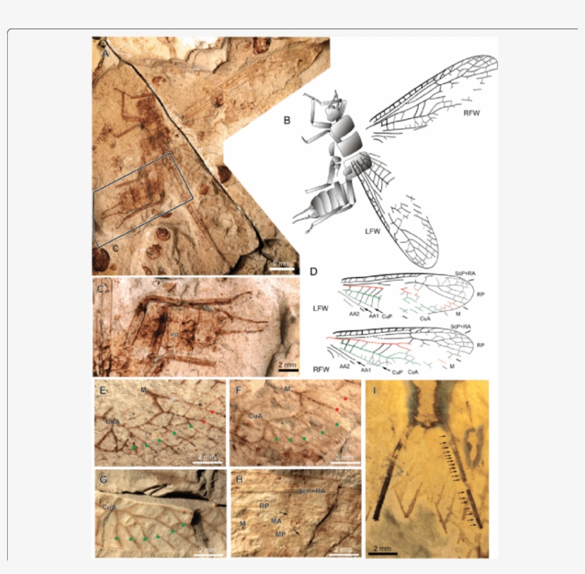 Pteroliriope Sinitshenkovae Tax - Common Fig, transparent png download