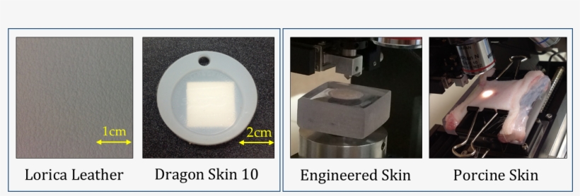Skin Tissues And Equivalents - Circle, transparent png download