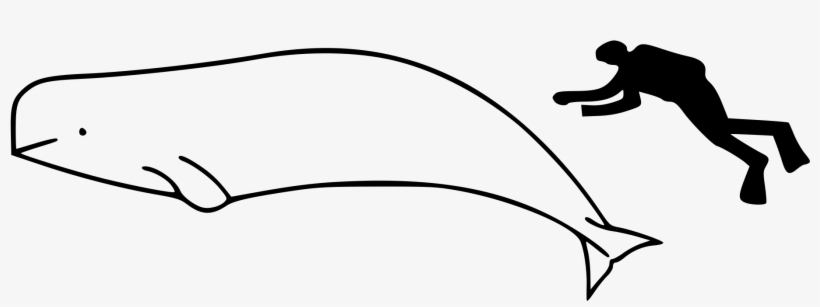 Open - Whale Size, transparent png download