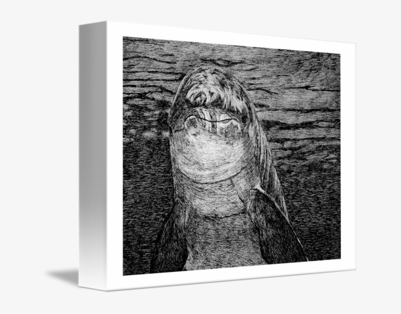 Jpg Library Download Dolphin Smile By Chris Cummings, transparent png download