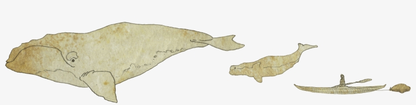 Inuvialuit Of The Great Mackenzie Delta - Wide Sawfish, transparent png download