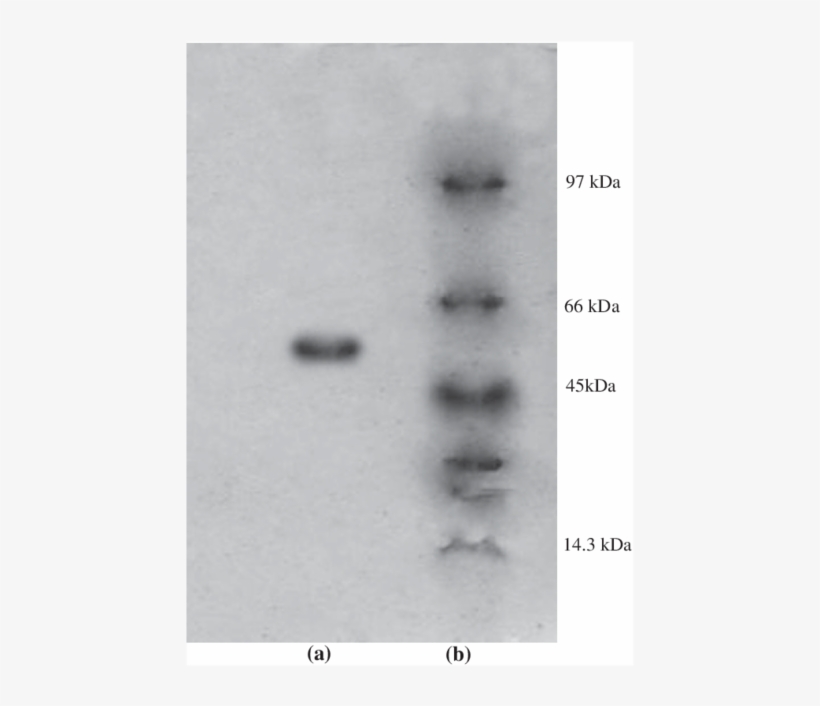 Determination Of Molecular Mass By Sds Page - Sds-page, transparent png download