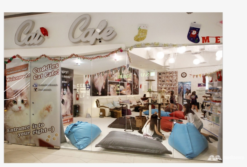 Owner Of Now-defunct Cuddles Cat Cafe Jailed For Lying - Interior Design, transparent png download