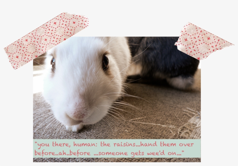 I Can Hear Them Out There Now Destroying Something, - Domestic Rabbit, transparent png download