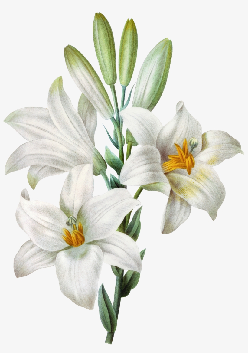 Lily Lilium Candidum Tiger, transparent png download