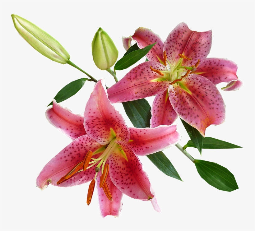Collection Of Stargazer Cliparts Buy Any Image - Imagenes De Flores Vectoriales Con Fondo Transparente, transparent png download