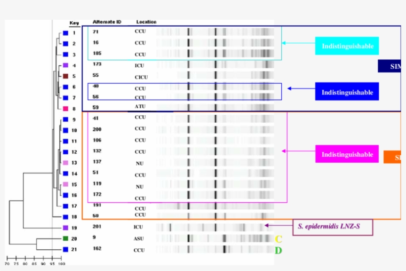 Rep-pcr Of Linezol - Staphylococcus Epidermidis, transparent png download