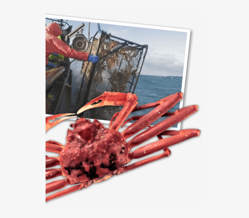 Why We Love Alaska Crab - King Crab, transparent png download