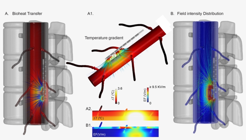New - Spinal Cord, transparent png download