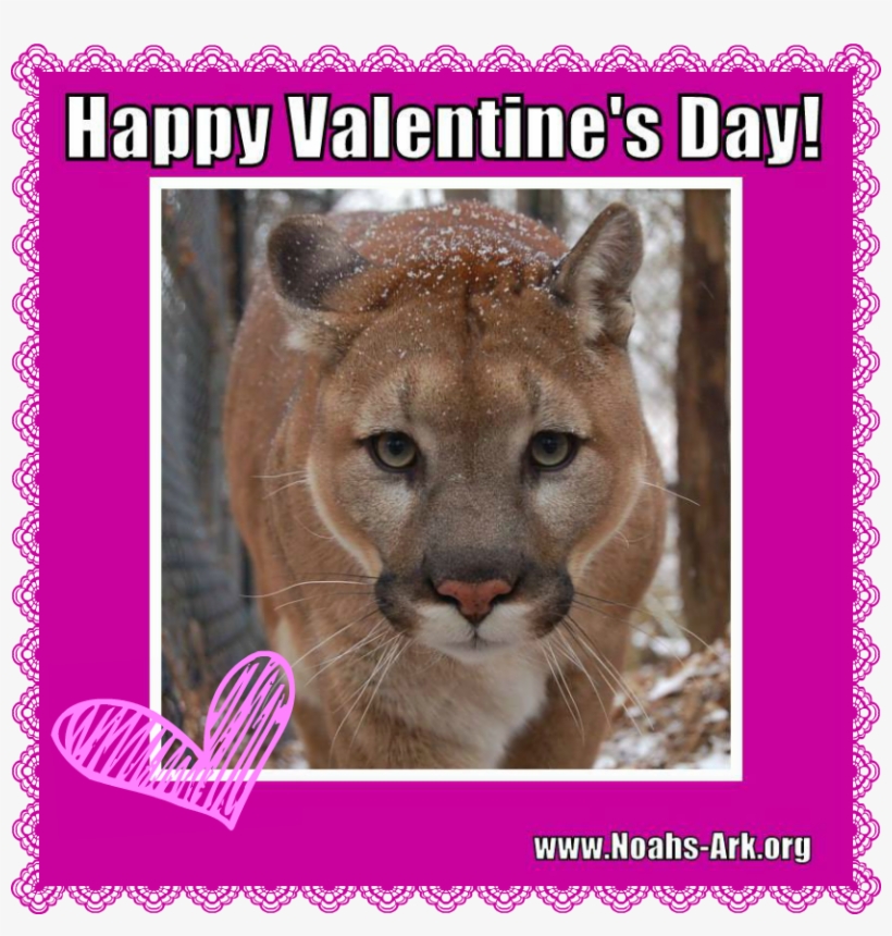 Happy Valentine's Day From Nick The Cougar Www - Lion, transparent png download