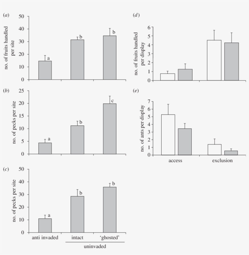 Number Of Model Fruits Handled Per Site By Birds (mean - Diagram, transparent png download