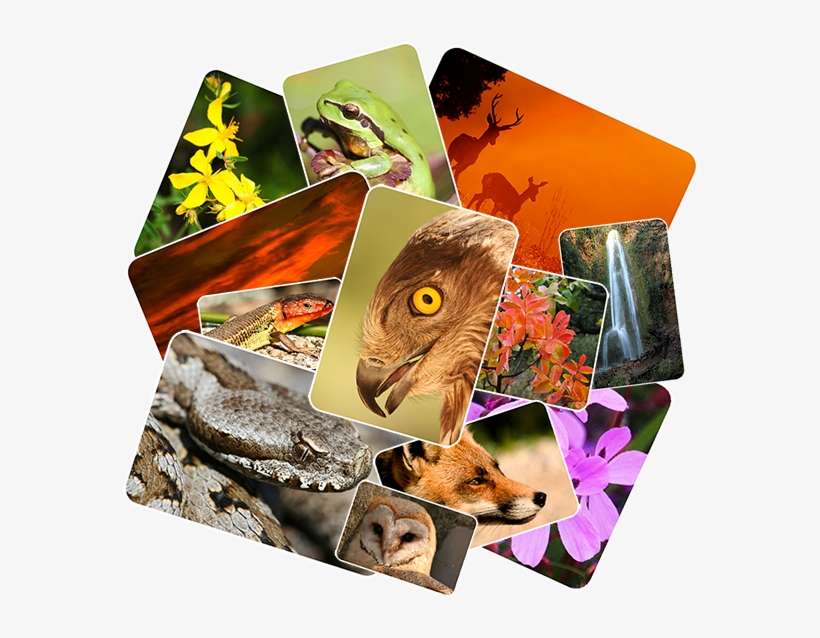 La Sierra Sur De Jaén Posee Una Extensa Variedad De - Creative Arts, transparent png download