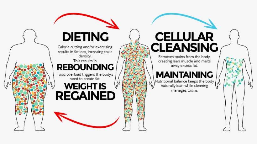 Cellular Cleanse, What Is Herbalife, Herbalife Nutrition, - Cleansing Vs Dieting, transparent png download