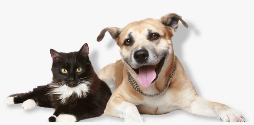 Client Education And Consultation - Dog And Cat, transparent png download