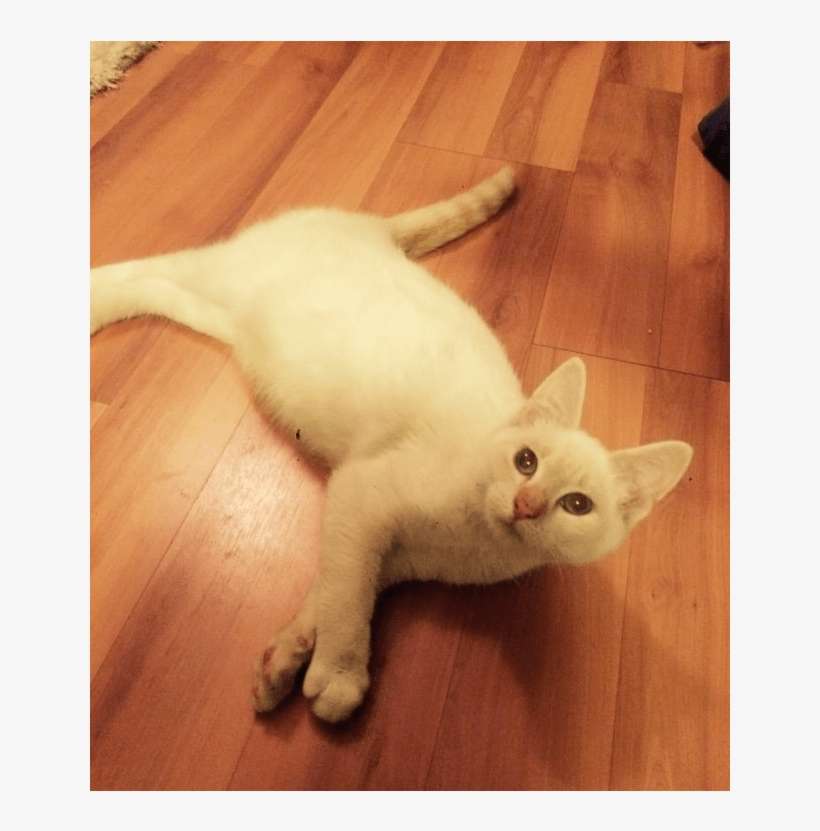 Kaitlyn Adopted Into A Forever Home - Asian, transparent png download