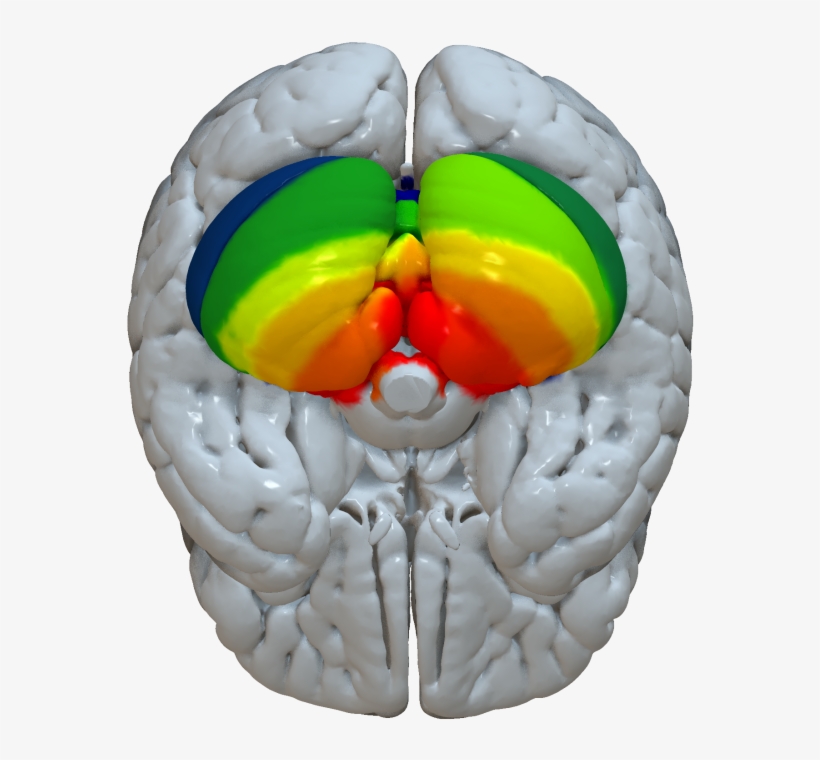 Buckner Functional Cerebellar Parcellation - Cerebellum Segmentation Using Freesurfer, transparent png download