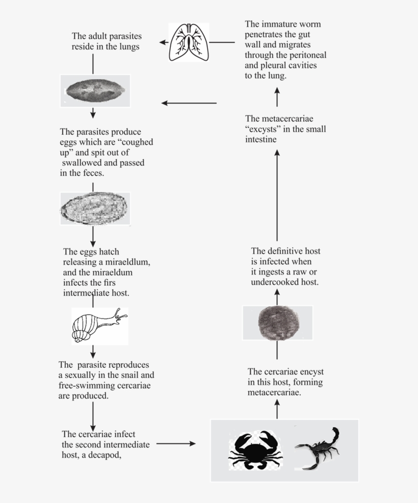 Data Sources\513975-18 - Silhouette, transparent png download