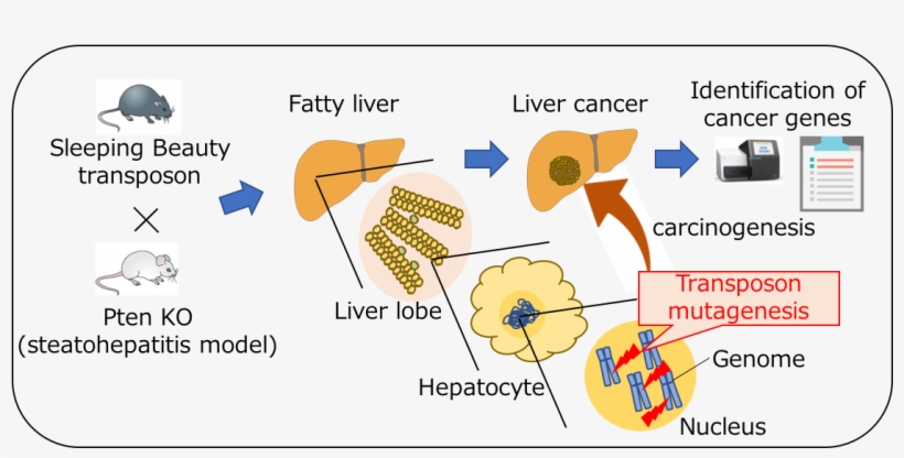 And The Development Of Hcc In Nafld” Says Kodama - Sleeping Beauty Screen Gene, transparent png download