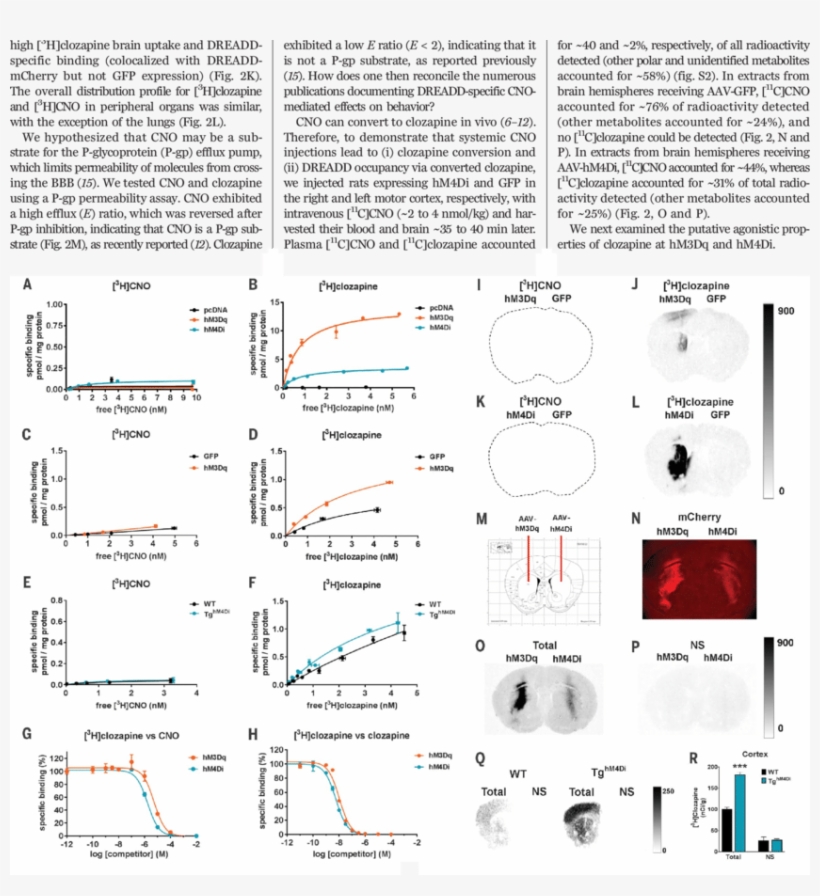 Download - Receptor Activated Solely By A Synthetic Ligand, transparent png download