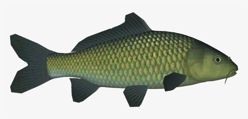Koi Variants 44 - Carp, transparent png download