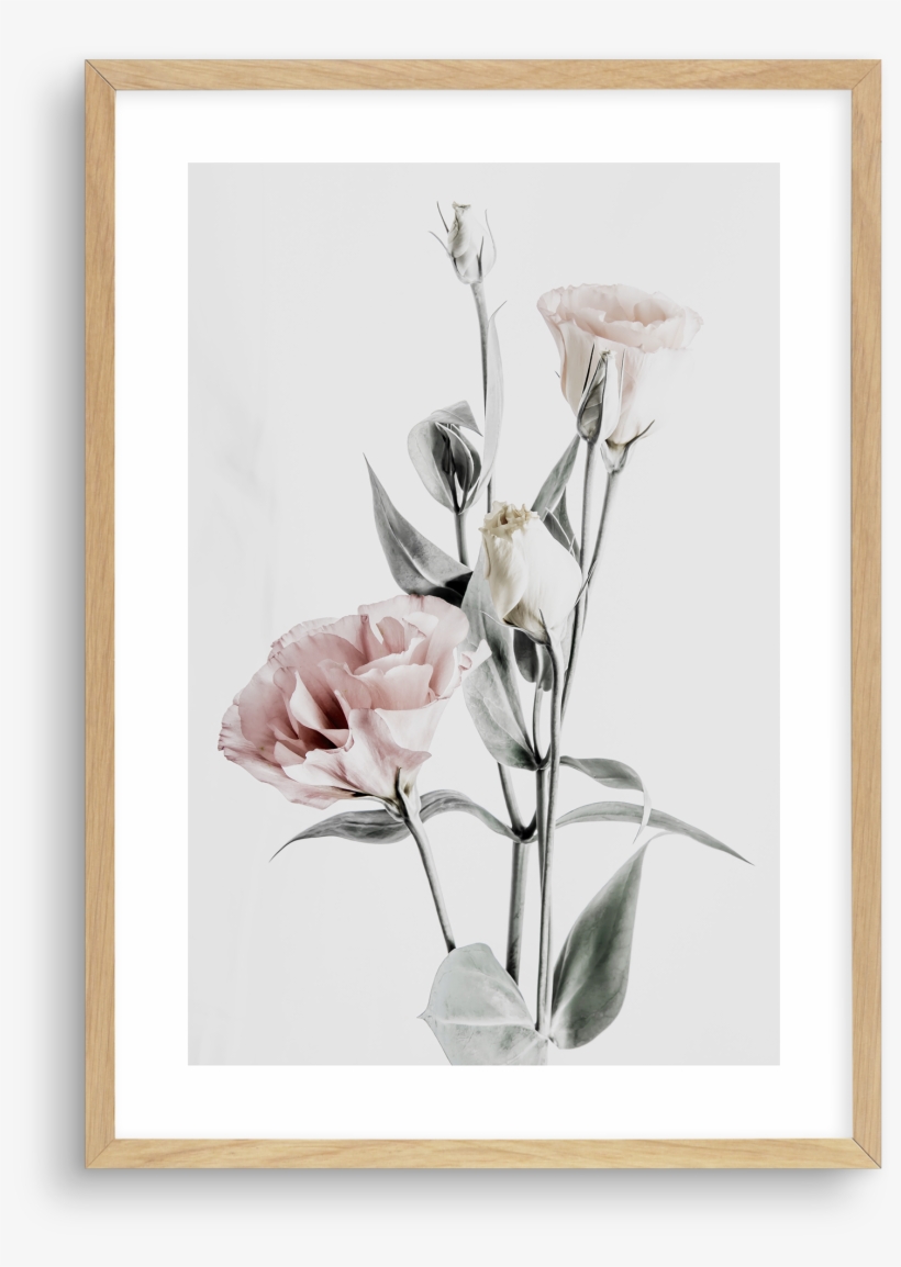 Pink Lisianthus No Iv Pink Lisianthus No Iv - Prairie Gentian, transparent png download
