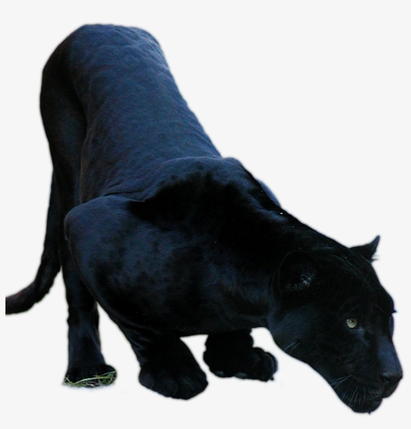 Png Imges Free Download - Jaguar, transparent png download