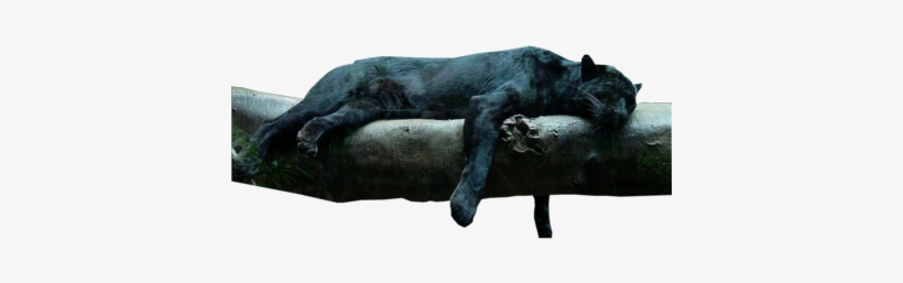Black Jaguar [ Img] - Black Panther In The Jungle, transparent png download