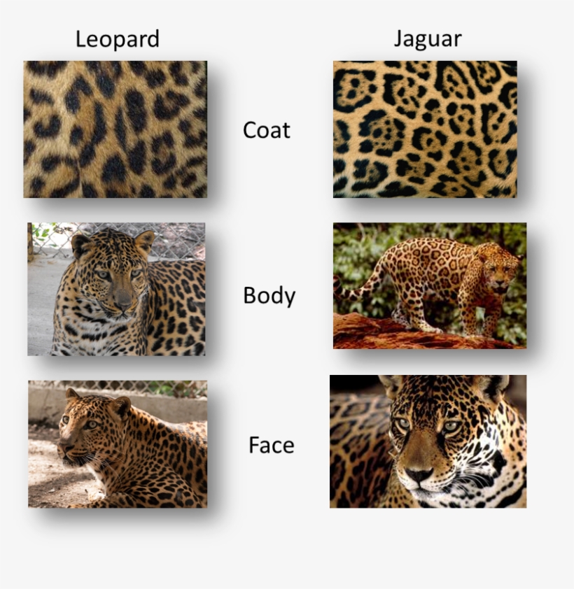 Leopard Or Jaguar - What's The Difference Between A Jaguar, transparent png download