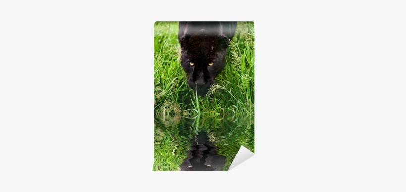 Black Jaguar Panthera Onca Prowling Through Long Grass - Daughter Of The Jaguar: The Treasure Of Sierra Madre, transparent png download