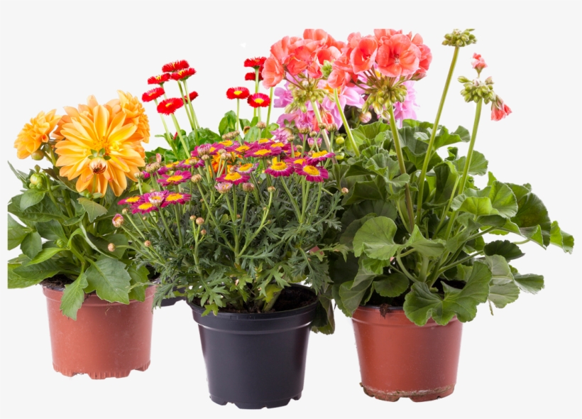 Select Your Plants Pots Pot Flowers Plants Png PNG Image