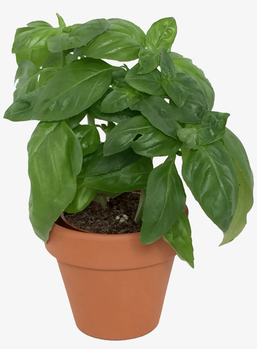Assorted Mini Herbs In Over Pot - Herb, transparent png download